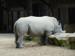 Rhinoceros at the Antwerp Zoo