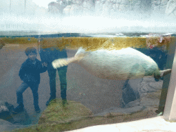 Tim and Max looking at a Harbor Seal at the Antwerp Zoo