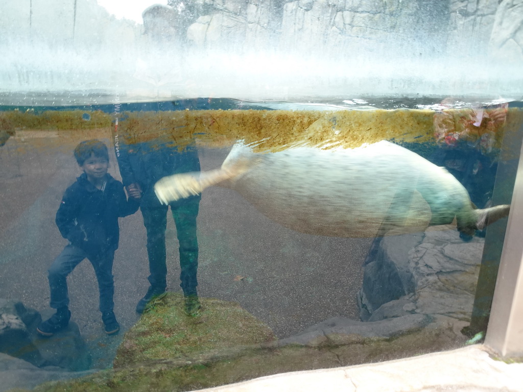 Tim and Max looking at a Harbor Seal at the Antwerp Zoo