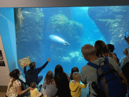 Harbor Seal under water at the Vriesland building at the Antwerp Zoo