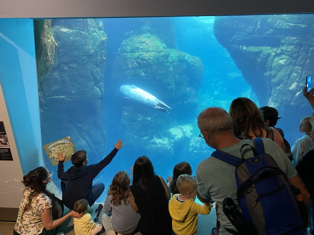 Harbor Seal under water at the Vriesland building at the Antwerp Zoo