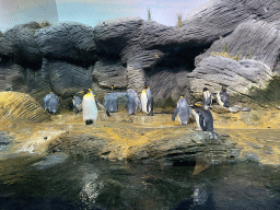 Macaroni Penguins and King Penguins at the Vriesland building at the Antwerp Zoo