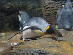 King Penguins at the Vriesland building at the Antwerp Zoo