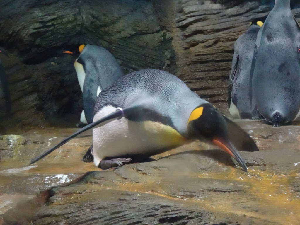 King Penguins at the Vriesland building at the Antwerp Zoo