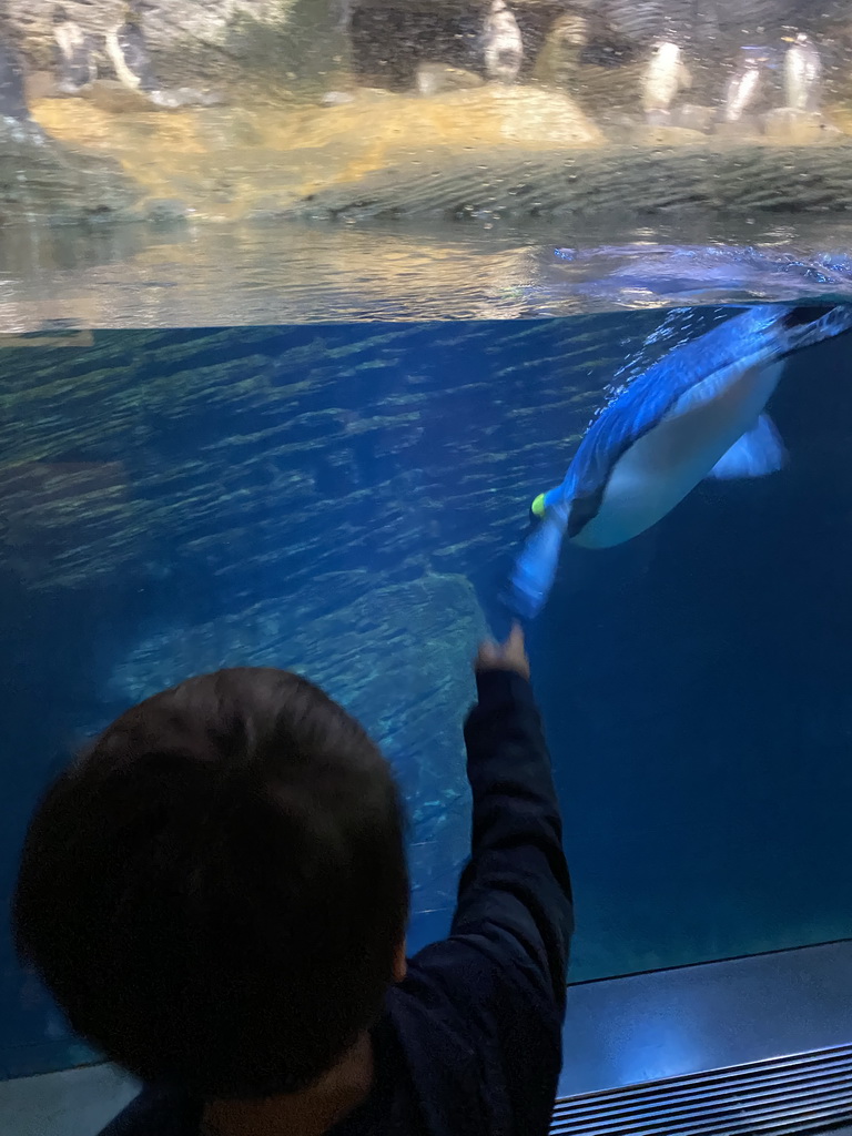 Max with Macaroni Penguins and King Penguins at the Vriesland building at the Antwerp Zoo