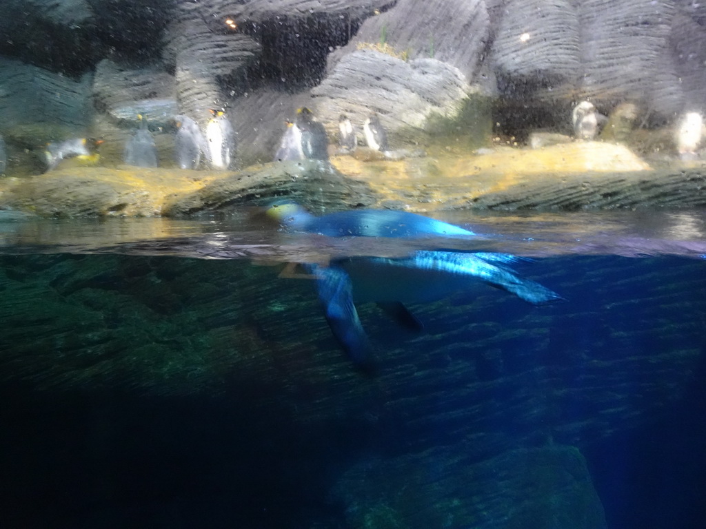 Macaroni Penguins and King Penguins at the Vriesland building at the Antwerp Zoo