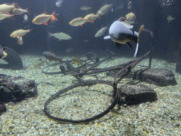 Fishes and bicycle at the Aquarium of the Antwerp Zoo