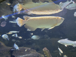 Fishes at the Aquarium of the Antwerp Zoo