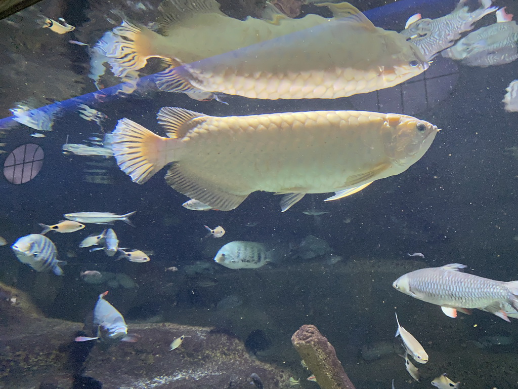 Fishes at the Aquarium of the Antwerp Zoo