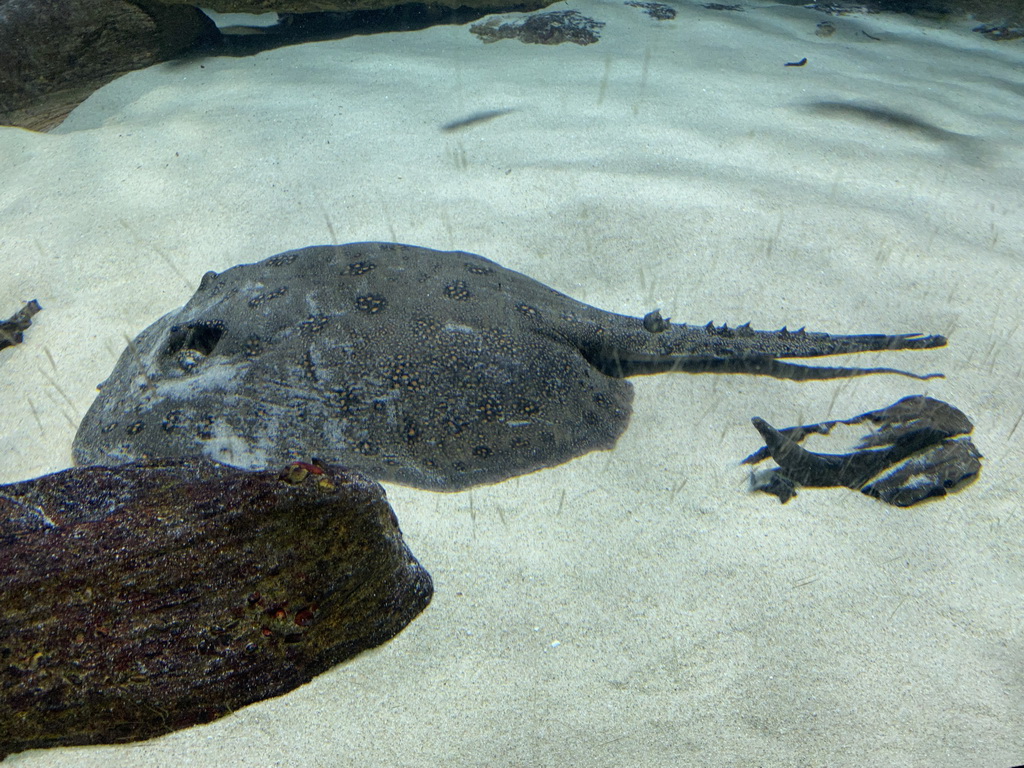 Ocellate River Stingray at the Aquarium of the Antwerp Zoo