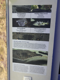 Explanation on the Ocellate River Stingray, Suckermouth Catfish, Redhook Silver Dollar, Tukunare Peacock Bass and freshwater Stingrays at the Aquarium of the Antwerp Zoo
