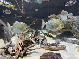 Fishes at the Aquarium of the Antwerp Zoo