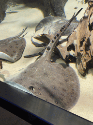 Ocellate River Stingrays at the Aquarium of the Antwerp Zoo