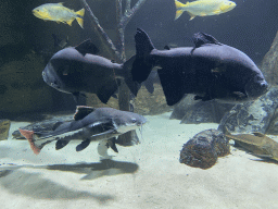 Fishes at the Aquarium of the Antwerp Zoo