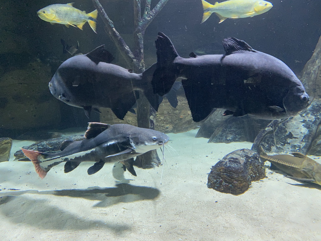 Fishes at the Aquarium of the Antwerp Zoo