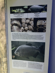 Explanation on the Tukunare Peacock Bass, Tambaqui and Nutracker at the Aquarium of the Antwerp Zoo