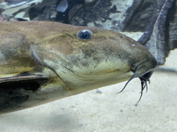 Head of a Suckermouth Catfish at the Aquarium of the Antwerp Zoo