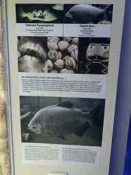 Explanation on the Tukunare Peacock Bass, Tambaqui and Nutracker at the Aquarium of the Antwerp Zoo