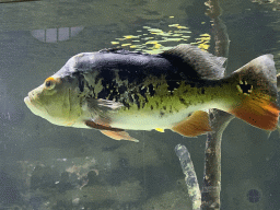 Fish at the Aquarium of the Antwerp Zoo