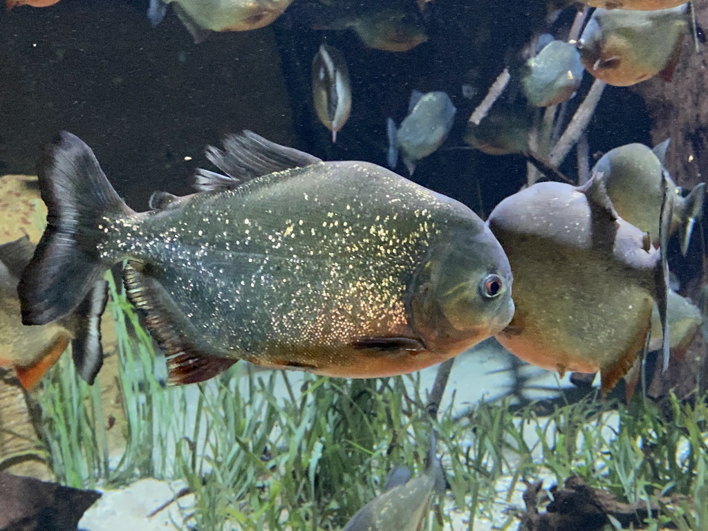 Red Piranhas at the Aquarium of the Antwerp Zoo