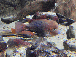 Redhead Cichlids at the Aquarium of the Antwerp Zoo