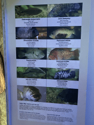 Explanation on the Banded Astyanax, Jack Dempsey, Silver Cichlid, Pantano Cichlid, Lowland Cichlid, Redhead Cichlid, Yellow Belly Cichlid and Convict Cichlid at the Aquarium of the Antwerp Zoo
