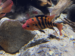 Fishes at the Aquarium of the Antwerp Zoo