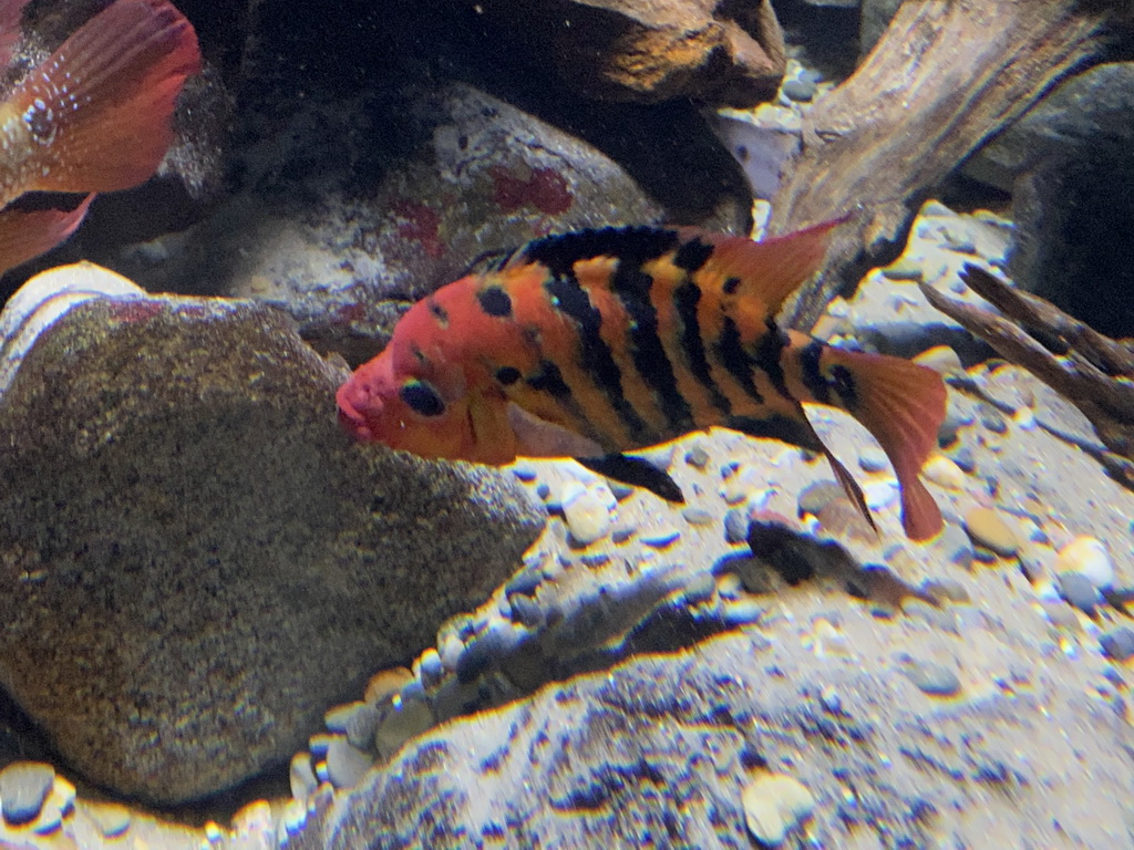 Fishes at the Aquarium of the Antwerp Zoo