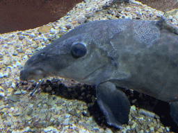 Head of a Suckermouth Catfish at the Aquarium of the Antwerp Zoo