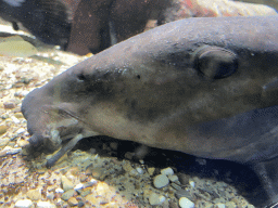 Head of a Suckermouth Catfish at the Aquarium of the Antwerp Zoo