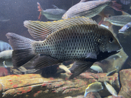 Fishes at the Aquarium of the Antwerp Zoo