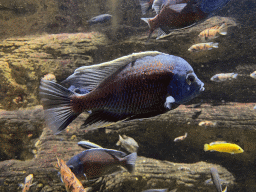 Fishes at the Aquarium of the Antwerp Zoo