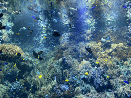 Fishes and coral at the Reef Aquarium at the Aquarium of the Antwerp Zoo