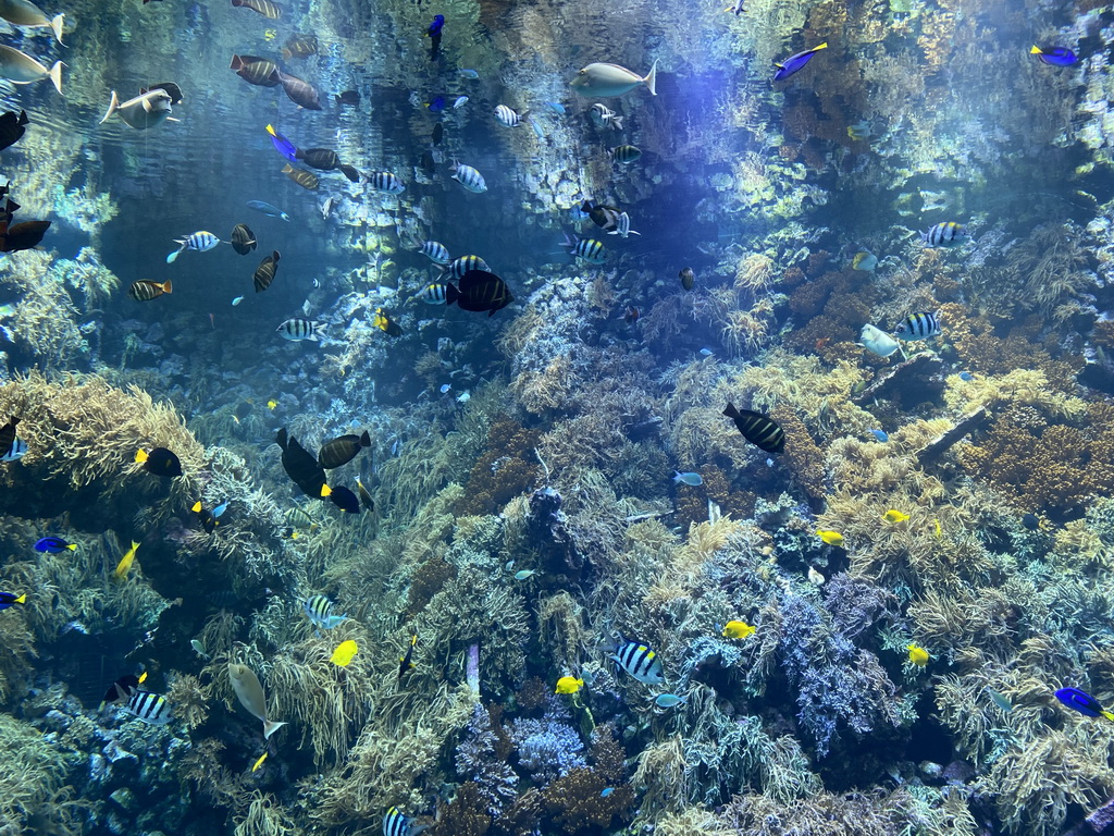 Fishes and coral at the Reef Aquarium at the Aquarium of the Antwerp Zoo