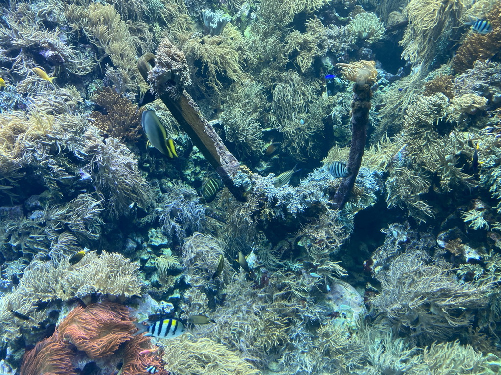 Fishes, coral and a ship wreck at the Reef Aquarium at the Aquarium of the Antwerp Zoo