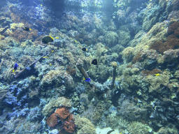 Fishes, coral and a ship wreck at the Reef Aquarium at the Aquarium of the Antwerp Zoo