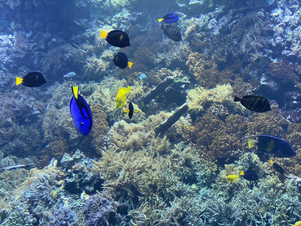 Fishes, coral and a ship wreck at the Reef Aquarium at the Aquarium of the Antwerp Zoo