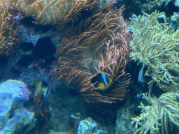 Fish and Sea Anemones at the Reef Aquarium at the Aquarium of the Antwerp Zoo