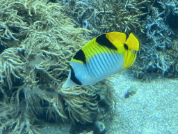 Fish and coral at the Reef Aquarium at the Aquarium of the Antwerp Zoo