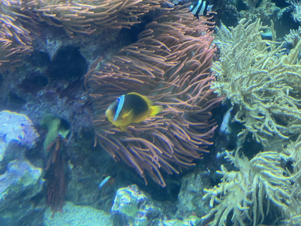 Fish and Sea Anemones at the Reef Aquarium at the Aquarium of the Antwerp Zoo