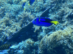 Blue Tangs and coral at the Reef Aquarium at the Aquarium of the Antwerp Zoo