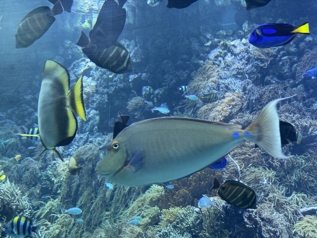 Blue Tangs, other fishes and coral at the Reef Aquarium at the Aquarium of the Antwerp Zoo