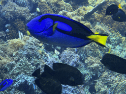 Blue Tangs, other fishes and coral at the Reef Aquarium at the Aquarium of the Antwerp Zoo