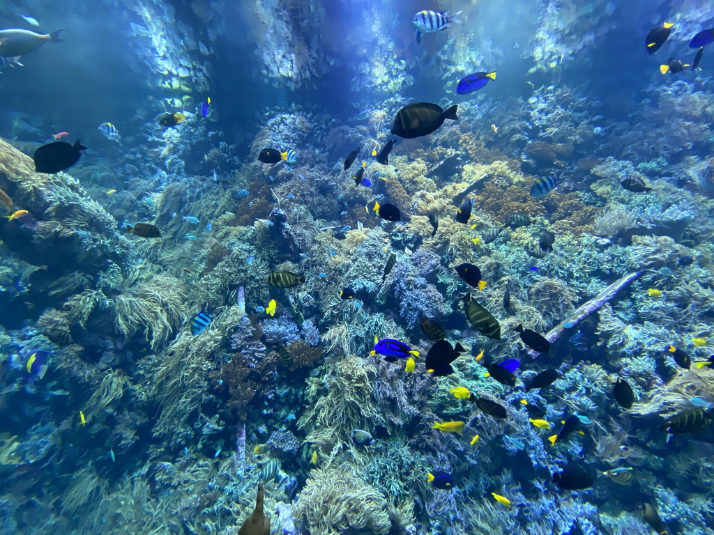 Fishes and coral at the Reef Aquarium at the Aquarium of the Antwerp Zoo