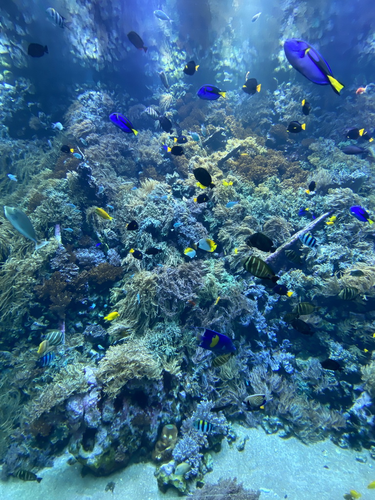 Fishes and coral at the Reef Aquarium at the Aquarium of the Antwerp Zoo