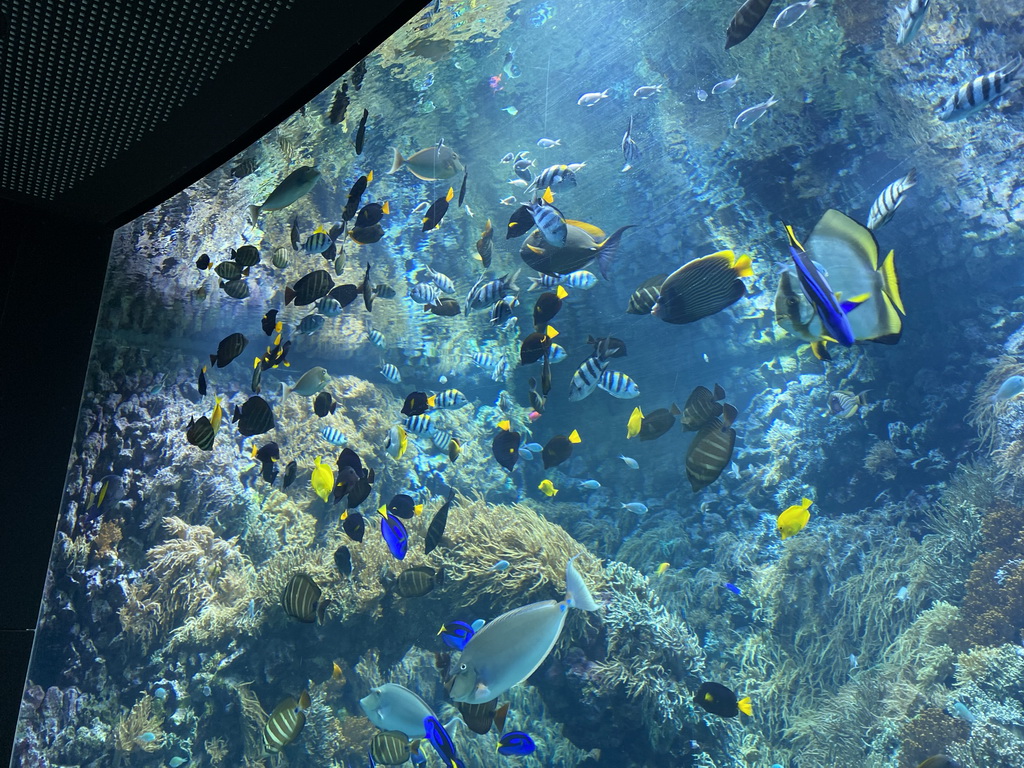 Fishes and coral at the Reef Aquarium at the Aquarium of the Antwerp Zoo