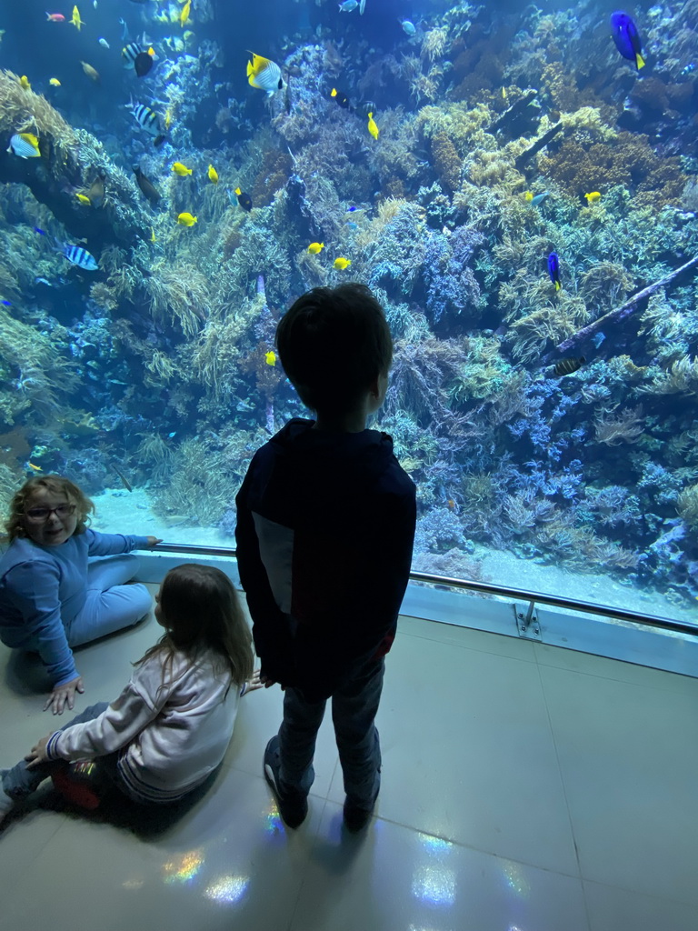 Max looking at fishes and coral at the Reef Aquarium at the Aquarium of the Antwerp Zoo