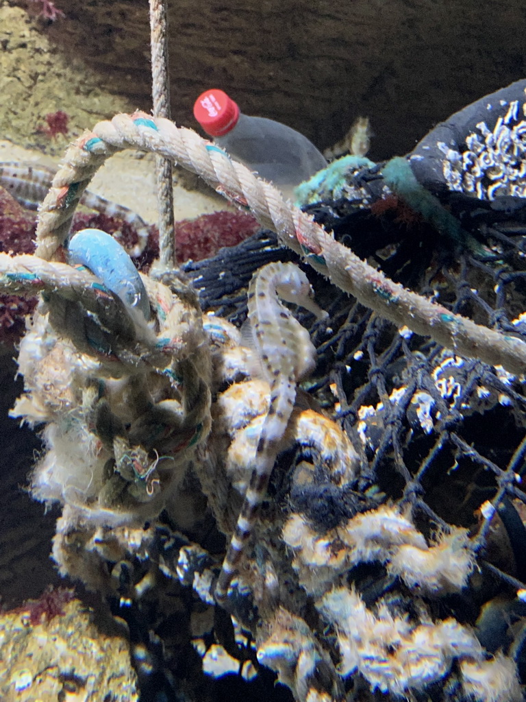 Seahorses at the Aquarium of the Antwerp Zoo