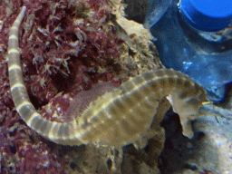 Seahorse at the Aquarium of the Antwerp Zoo