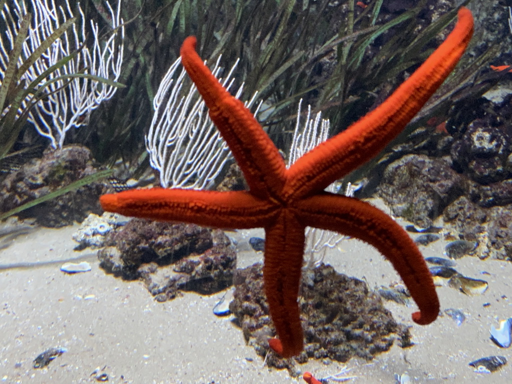 Starfish at the Aquarium of the Antwerp Zoo